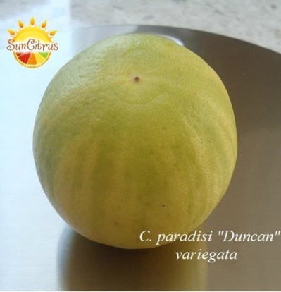 C. paradisi Duncan var2